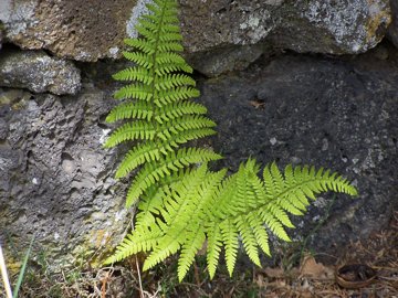 Dryopteris cfr. affinis dall''Etna